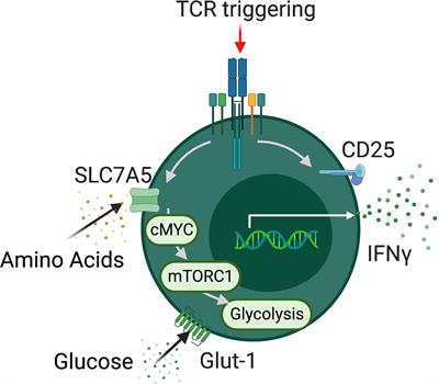 MAITabolism2 – the emerging understanding of MAIT cell metabolism and their role in metabolic disease